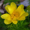 adonis pyrenaica