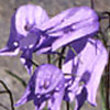 Campanula excisa